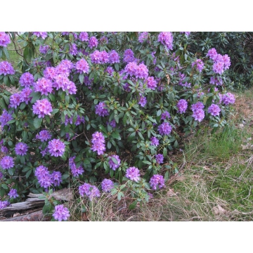 Rhododendron'Gristede'
