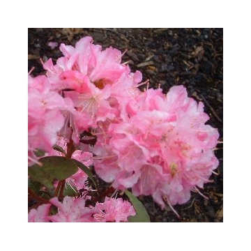 Rhododendron'Anna Balsiefen'