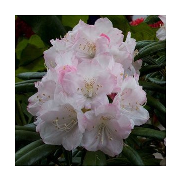 Rhododendron'Yaku Angel'