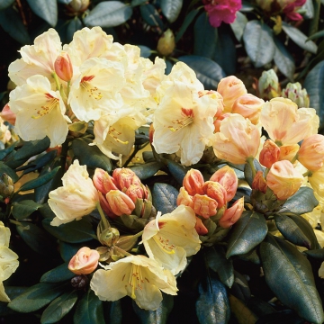 Rhododendron yakushimanum'Flava'