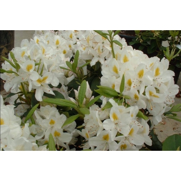 Rhododendron'Madame Masson'
