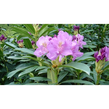 Rhododendron ponticum'Roseum'