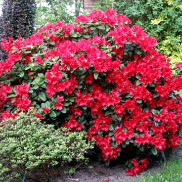 Rhododendron'Scarlet Wonder'
