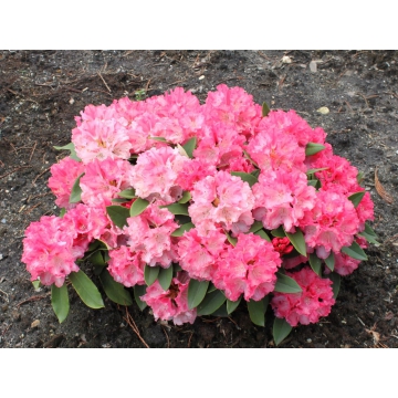 Rhododendron'Tina Heinje'