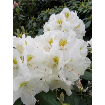 Rhododendron yakushimanum'Porzellan'
