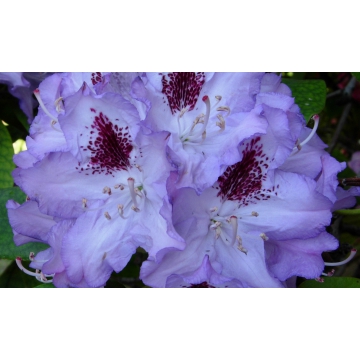 Rhododendron'Blue Peter'