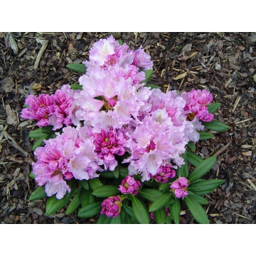 Rhododendron yakushimanum'Caroline Allbrook'