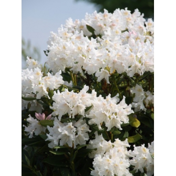 Rhododendron'Cunningham White'