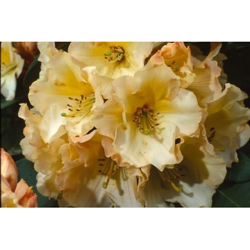 Rhododendron'Horizon Monarch'