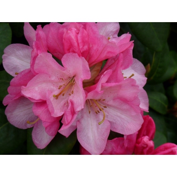 Rhododendron yakushimanum'Kalinka'