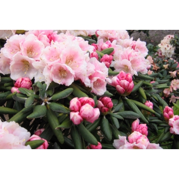 Rhododendron'Koichiro Wada'
