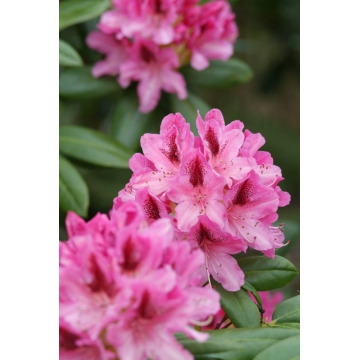 Rhododendron'Kokardia'