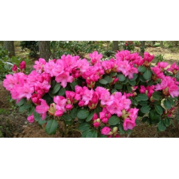 Rhododendron'Marie Forte'