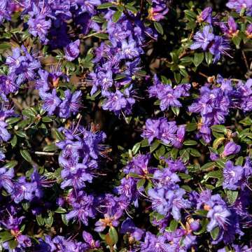 Rhododendron'Saint Merryn'