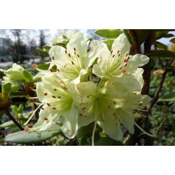 Rhododendron'Shamrock'
