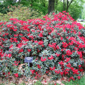 Rhododendron'Baden-Baden'