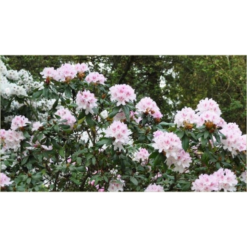 Rhododendron'Cheer'