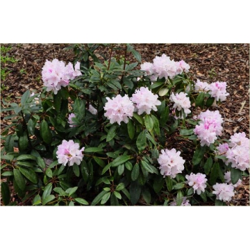Rhododendron yakushimanum'Doc'