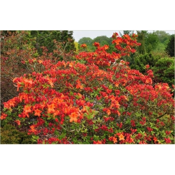Azalea knaphill'Hotspur Red'