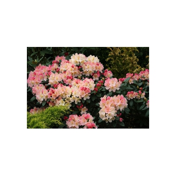 Rhododendron yakusimanum'Percy Wiseman'