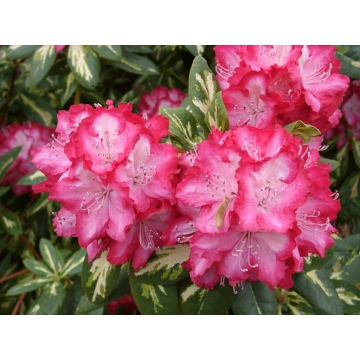 Rhododendron'President Roosevelt'