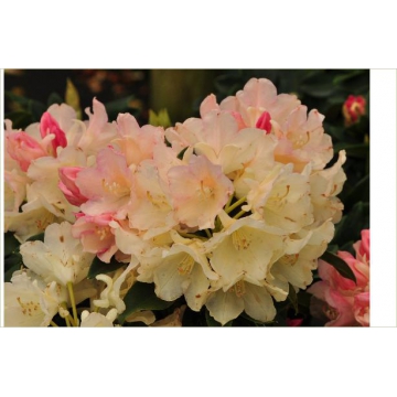 Rhododendron yakushimanum'Grumpy'
