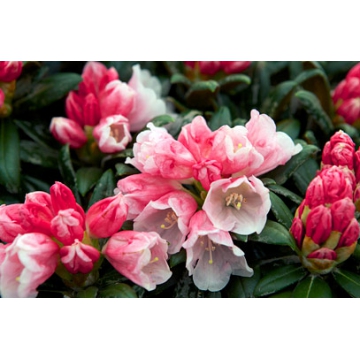 Rhododendron yakushimanum'Looking Glass'