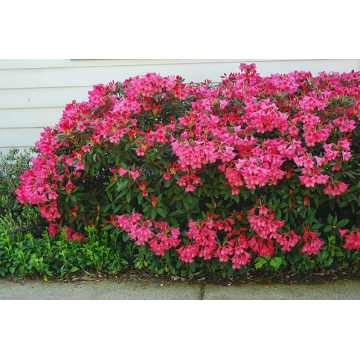 Rhododendron'Winsome'