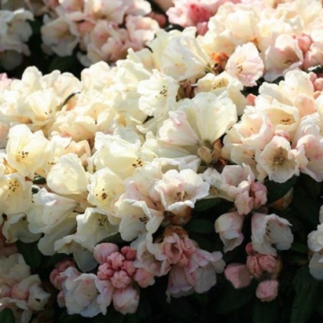 Rhododendron yakushimanum'Dusty Miller'