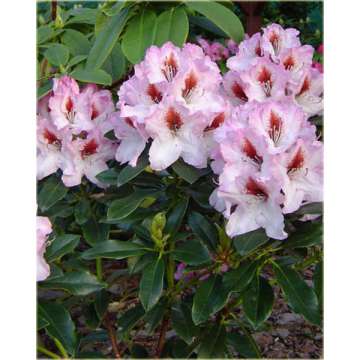 Rhododendron'Graffito'