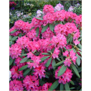 Rhododendron yakushimanum'Sneezy'