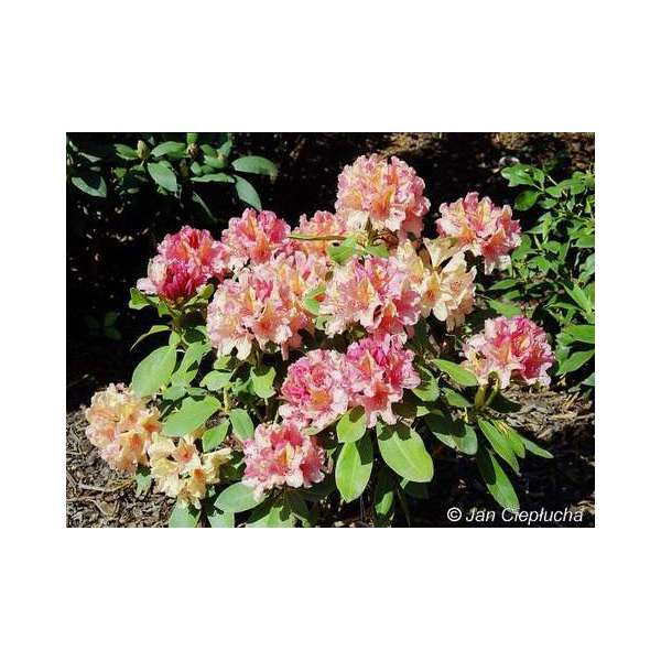 Rhododnedron'Brasilia'