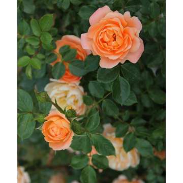 Rosa'Aloha'