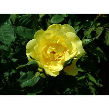 Rosa'Golden Gate'
