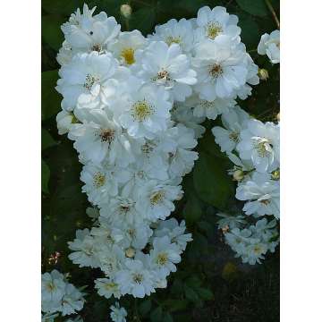 Rosa'Guirlande d'Amour'