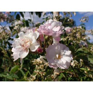 Rosa'Guirlande Rose'