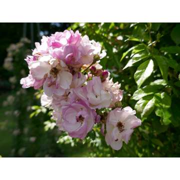 Rosa'Lavender Siluetta'