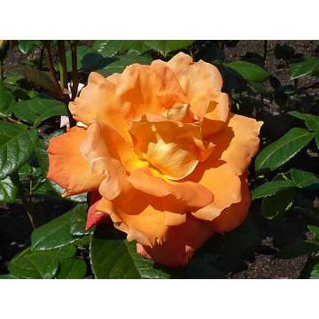 Rosa'Louis de Funes'