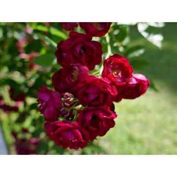 Rosa'Perennial Red Domino'