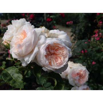 Rosa'Sabrina'