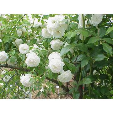 Rosa'Climbing Schneewitchen'