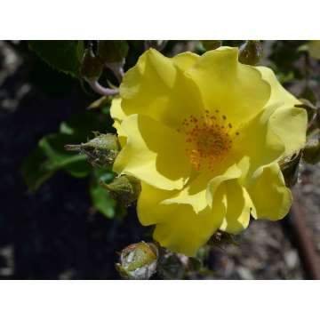 Rosa'golden Age'