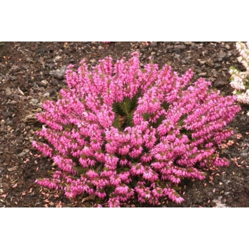 Erica carnea'Rosalie'