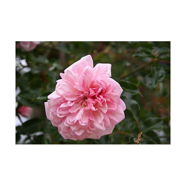 Rosa'Francois Juranville'