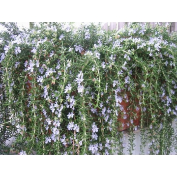 Rosmarinus officinalis'Prostatus'