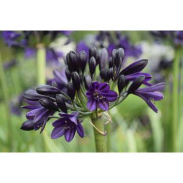 Agapanthus'Royal Velvet'