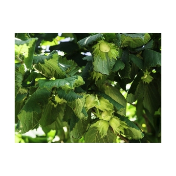 Hazelnoot (Corylus'Halle'sche Riesen')