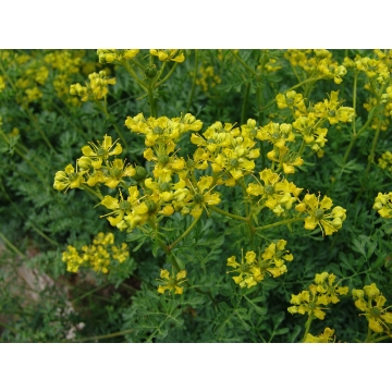 Ruta graveolens