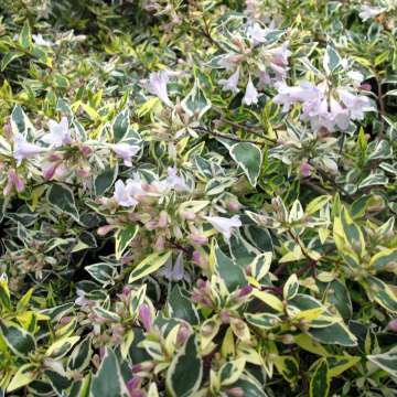 Abelia grandiflora'Jelly Beans'