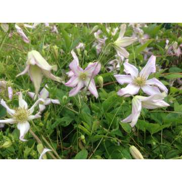 Clematis viticella'Little Nell'